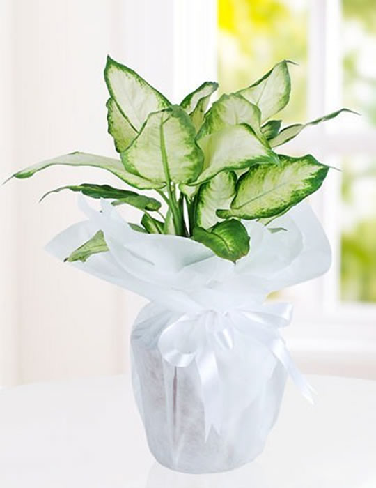 Dieffenbachia